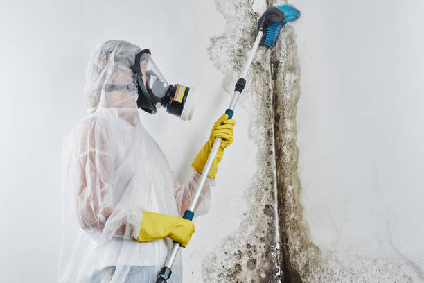 Best Attic Mold Removal  in Hawley, MN