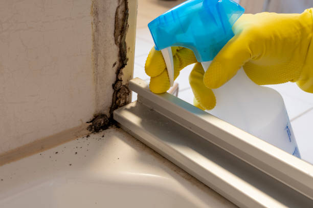 Best Local Mold Removal Service  in Hawley, MN