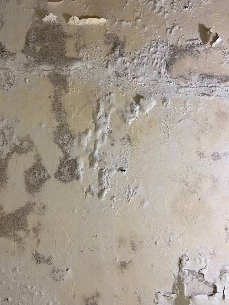 Crawl Space Mold Removal in Hawley, MN