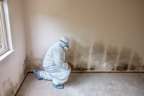 Best Mold Cleaning Services  in Hawley, MN